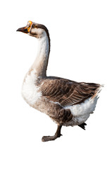 walking goose on white