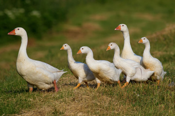 Obraz premium Mother goose marching with her chickens