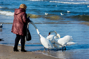 Łabędzie nad Morzem Bałtyckim w Świnoujściu © Pawel Gruntowicz