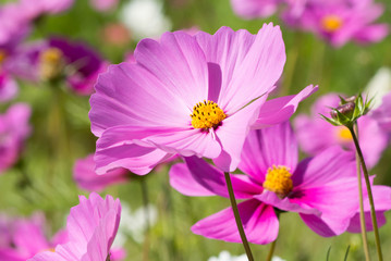 Fototapeta premium cosmos flower field