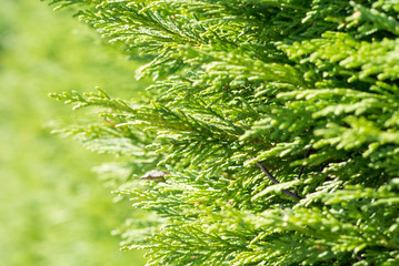 Evergreen Tree background
