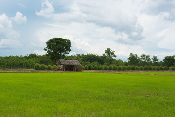 Little cottage in green rice paddies, rainy season