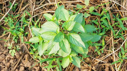Basil plant in the vegetable garden.