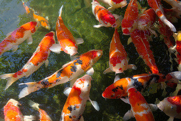 Obraz na płótnie Canvas carp koi fish swimming in the pond