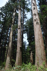 羽黒山の杉林 ／ 山形県鶴岡市で、羽黒山参道の杉林を撮影した写真です。