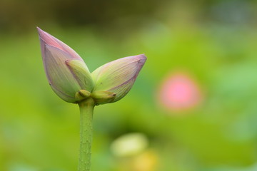 Obraz premium 双子の蕾