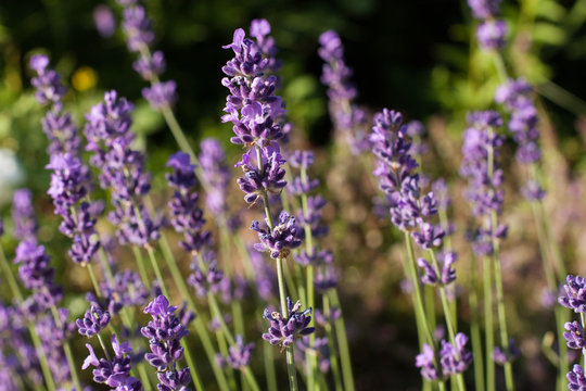 Flowers Lavender. In Sunny Garden Growing Beautiful Fragrant Flowers Lavender Close Up. © ElenaMasiutkina