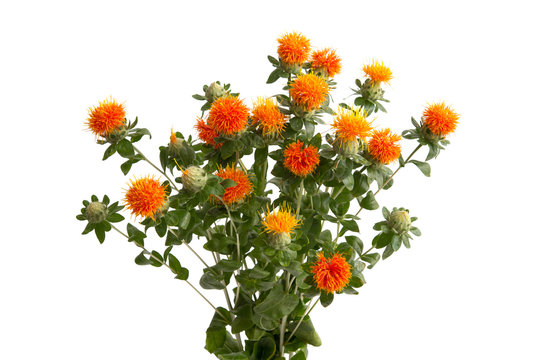 F&auml;rberdistel (Carthamus)