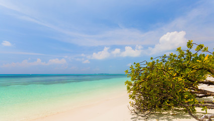 Tree hanging over stunning lagoon with clean blue sky
