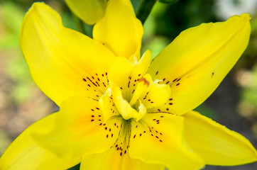 Beautiful yellow lily flower close-up