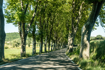 Platanen Allee in Südfrankreich