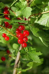 Red currant berries on a bush closeup