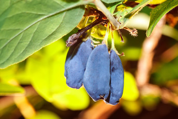 Ripe honeysuckle berry and leaves on branch