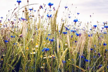 Wildblumen im Sommer © Nordreisender