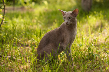 Oriental Cat. Oriental Shorthair Gray Cat Sitting On Green Grass In Summer Park. Oriental Breed.