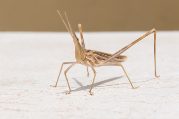 Phasmida grasshopper on the wall in a small town in Greece. In Spring you will find the Phasmida everywhere in the south of Crete