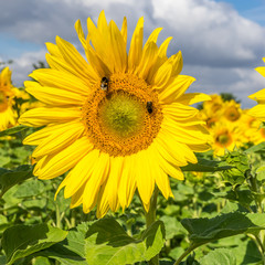 Fototapeta premium Bumble bees on a sunflower