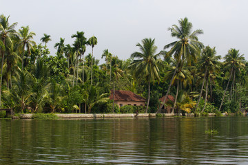 Fototapeta na wymiar Allepey city on water. Backwater, rice plantation, coconuts palm mango tree. River landscape