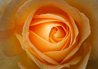 Closeup of a Rose Center with Orange Colored Rose Petals
