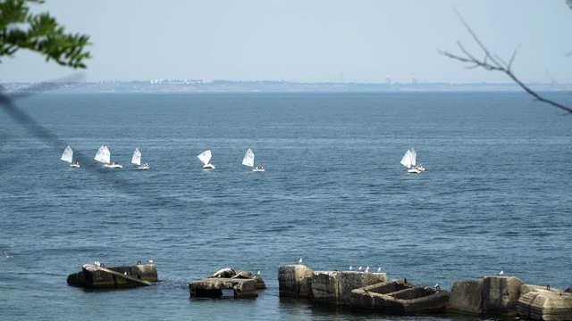 A flock of seabirds sitting on rocks in the sea. One can see the boats with sails on the horizon can be seen the city