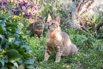 Naklejka na ściany i meble cats are playing in colorful garden. pets