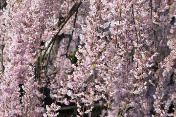 しだれ桜