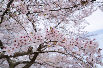 Fototapeta premium 満開の桜