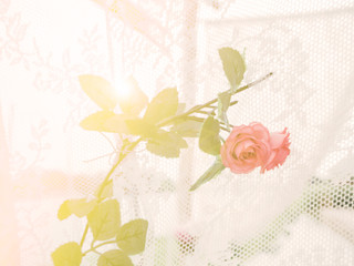 Blur and soft orange rose with soft ligh a sweet background