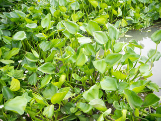 Water Hyacinth