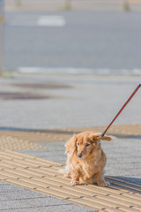 ダックスフント
