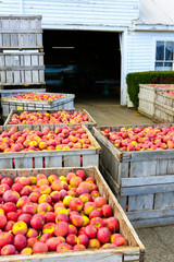 Wooden crates full of ripe apples during the annual harvesting period