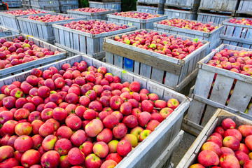 Wooden crates full of ripe apples during the annual harvesting period - Powered by Adobe