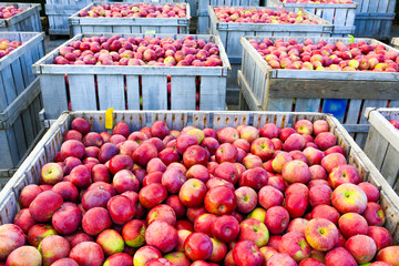 Wooden crates full of ripe apples during the annual harvesting period