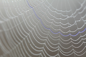 Dew on spider web, one line marked blue
