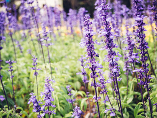 lavender with warm filter