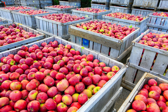 Wooden crates full of ripe apples during the annual harvesting period