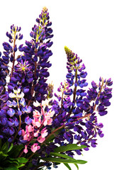 Lupine flowers isolated