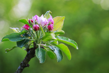Blooming apple branch