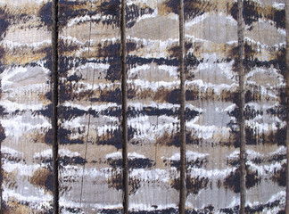 Texture of old grey color vintage wood background. Wood texture with natural pattern