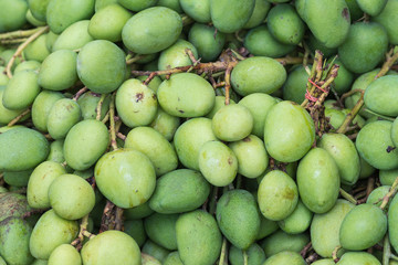 Mango, Scientific name Mangifera caloneura Kurz