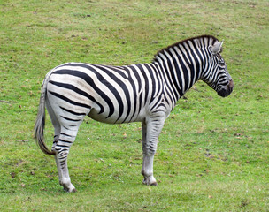Fototapeta na wymiar Zebra isolated