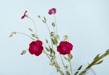 Obraz premium Purple flower bouquet closeup