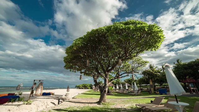 The big tree and the sun loungers on the white sandy beach of Nusa Dua. 4K Timelapse - Bali, Indonesia, June 2016.