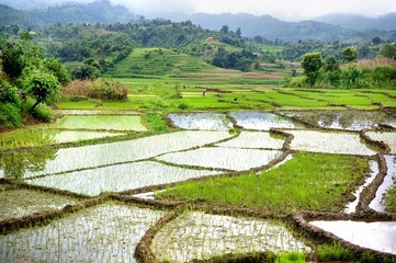 Paddy fields, mountains soft and blur, India.