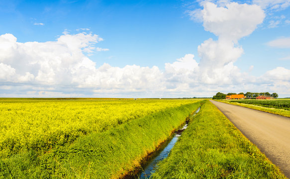 Dutch landscape with a large field of yellow blooming rapeseed p