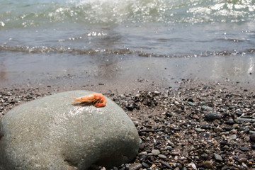 boiled shrimp on pebble by the sea
