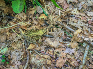 frog close up in the forest