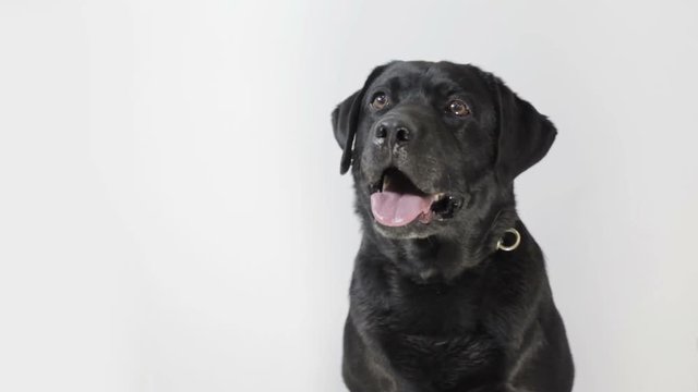 Close-up reactions of a black Labrador in front of a white background