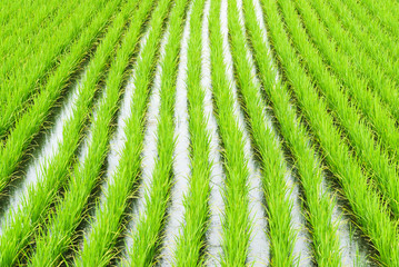 Paddy rice , asahikawa hokkaido japan