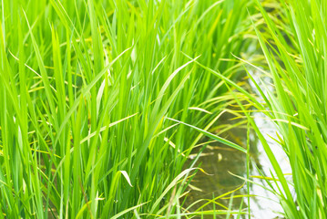 Paddy rice , asahikawa hokkaido japan